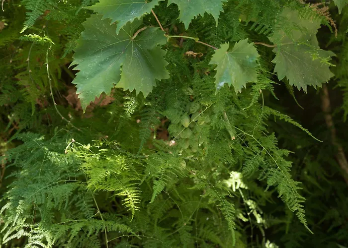 Casa Dina 2 Lefkáda