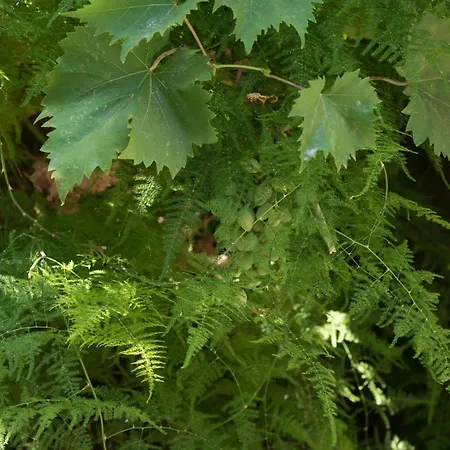 Casa Dina 2 Lefkáda